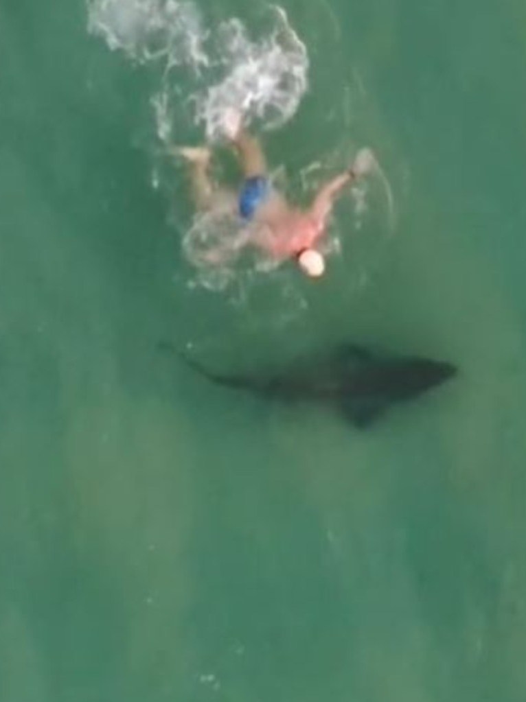 Người đàn ông ngay lập tức hành động sau khi phát hiện ra con cá mập.