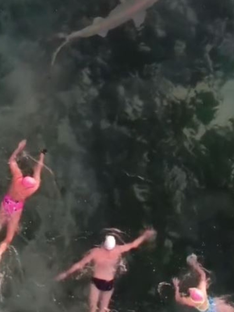 Người phụ nữ được nhìn thấy đang vô tình bơi về phía con cá mập.