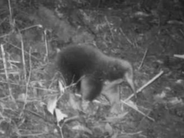 Thế giới - Nhà khoa học hét lên khi phát hiện loài vật thất lạc hơn 60 năm trước