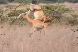 Media - Sư tử mai phục, "tung võ" bắt sống linh dương