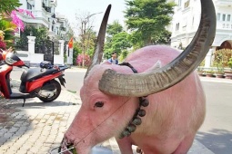 Thị trường - Tiêu dùng - Con trâu thuộc hàng hiếm ở Việt Nam, được trả giá cao chủ nhân vẫn quyết không bán