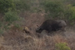 Media - Cứu con, trâu mẹ điên cuồng truy sát đàn sư tử