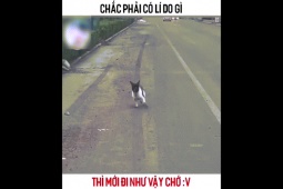 Clip hài hước - Chủ nhân nuôi chó để xem "tấu hài"