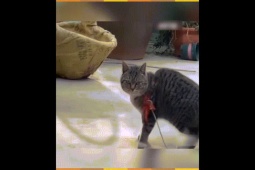 Clip hài hước - Nuôi mèo mà cứ ngỡ nuôi "chị đại" trong nhà