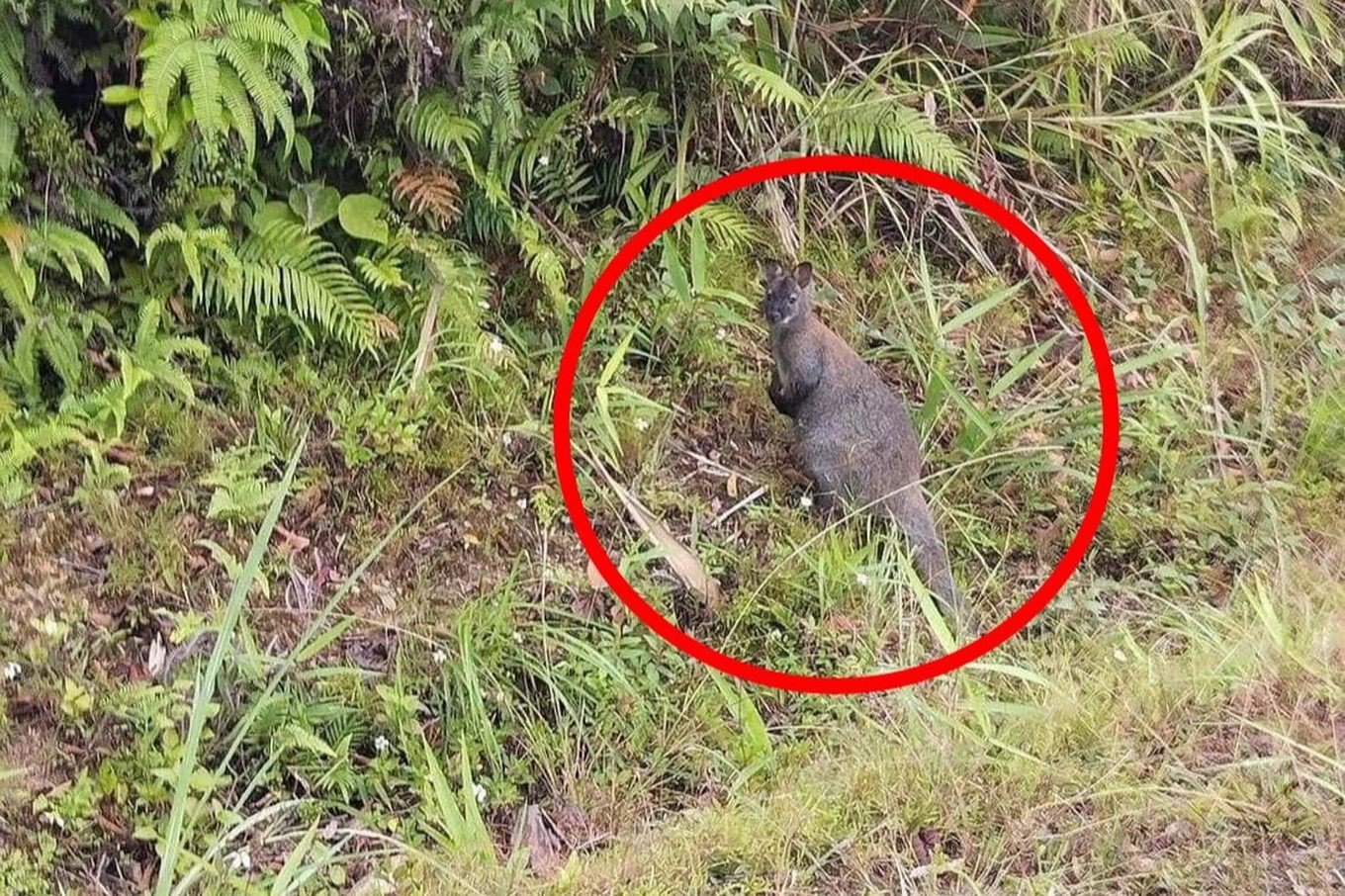 Con chuột túi được phát hiện ở Cao Bằng