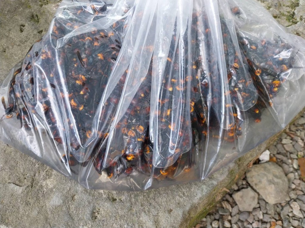 Hàng trăm con ong bắp cày bị tiêu diệt trong vụ tấn công du khách ở huyện Đài Đông. Ảnh: TCG