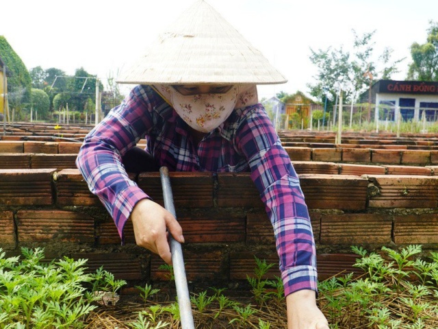 Thị trường - Tiêu dùng - Mùa hoa tết 2024: Nông dân phập phồng lo hoa ế