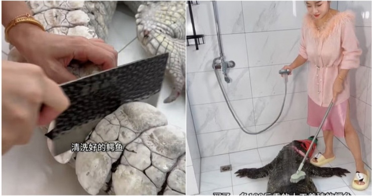 Xiao He cọ rửa con cá sấu đang bị buộc mõm trong nhà tắm bằng một chiếc bàn chải cỡ lớn. Ảnh: Weibo.