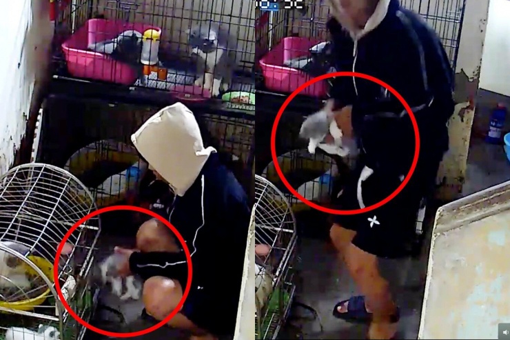 Camera an ninh ghi lại cảnh nam thanh niên bắt trộm mèo. Ảnh: Báo Dân Trí