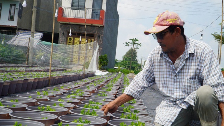 Ông Lâm chủ động giảm sản lượng hoa gieo trồng vì lo ngại sức mua. Ảnh: THU HÀ
