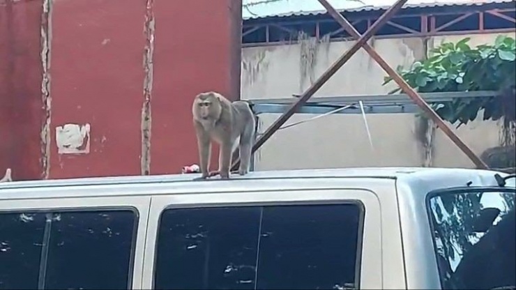 Thời gian gần đây, hai con khỉ quậy xuất hiện ở khu vực huyện Hóc Môn và quận 12 hay bẻ trộm trái cây, tấn công người dân. Ảnh: NT