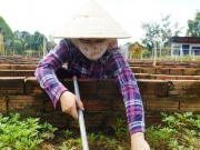 Thị trường - Tiêu dùng - Mùa hoa tết 2024: Nông dân phập phồng lo hoa ế