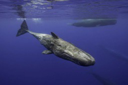 5 động vật lặn sâu nhất hành tinh