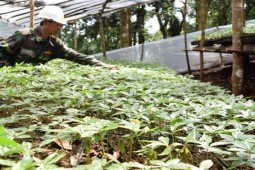 Sâm quý hiếm bậc nhất thế giới ở Việt Nam, từng có cây được mua 800 triệu đồng