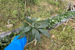 Loại lá khô đắt nhất Việt Nam, giá bán lên đến 70 triệu đồng/kg