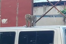 Tin tức trong ngày - 2 con khỉ quậy, hay bẻ trộm trái cây, bắt chó gà ở Hóc Môn và quận 12