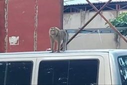 2 con khỉ quậy, hay bẻ trộm trái cây, bắt chó gà ở Hóc Môn và quận 12