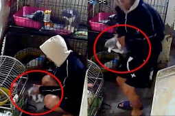 Bạn trẻ - Cuộc sống - Nam thanh niên bị chủ quán lẩu ếch ở Hà Nội tố đến ăn lẩu rồi "lén bắt trộm mèo tặng bạn gái"