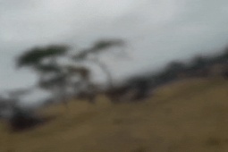 Phi thường - kỳ quặc - Bị đàn trâu rừng bao vây, “chúa sơn lâm” dũng mãnh “hốt hoảng” tìm đường thoát thân