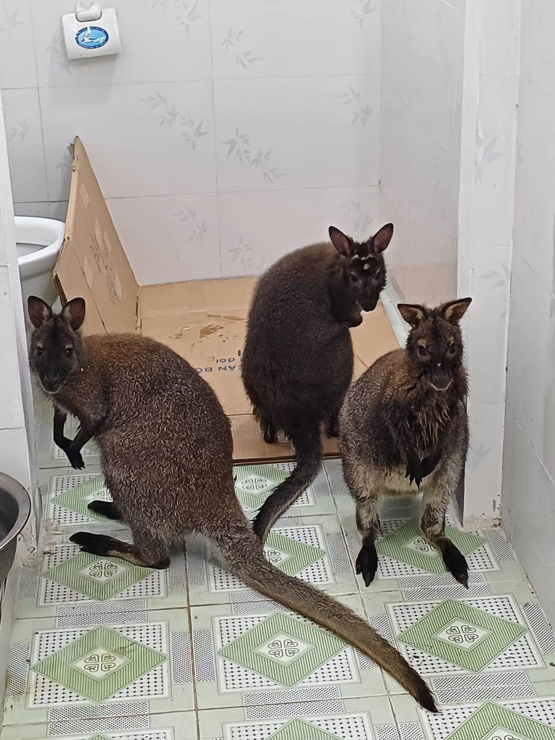 Ba con chuột túi được nhốt trong nhà vệ sinh Hạt kiểm lâm huyện Thạch An (Cao Bằng)