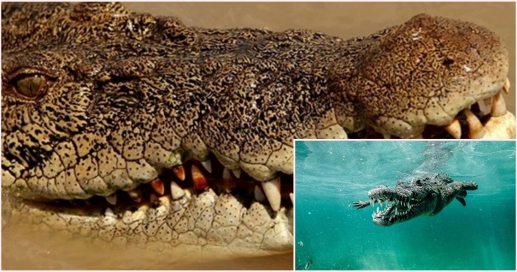 Cá sấu nước mặn có thể dài tới 6m và nặng tới 1.000kg. Ảnh minh họa: Ricardo Castillo