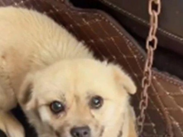 Chú chó ra sức trả ơn vì được giải cứu khi sắp bị bán cho quán thịt chó