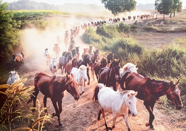 Đàn ngựa trên đồng cỏ chăn thả của Trung tâm Nghiên cứu và Phát triển chăn nuôi miền núi.