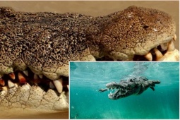 Phi thường - kỳ quặc - Bất ngờ bị “hung thần dưới nước” tấn công, người đàn ông liều mạng làm việc này để thoát thân