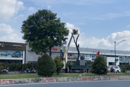 Tin tức trong ngày - Bắt đầu đốn hạ hàng loạt cây xanh gần sân bay Tân Sơn Nhất