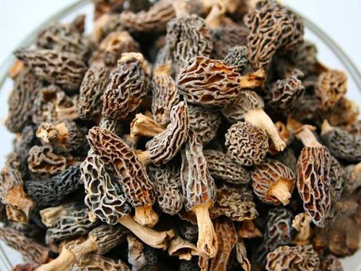 &nbsp;Dù có vẻ ngoài không mấy hấp dẫn, với bề mặt nhăn nheo và nhiều lỗ, nhưng nấm bụng dê bùi béo như thịt, thơm mùi quả hạch, có giá trị dinh dưỡng cao, không kém đông trùng hạ thảo.
