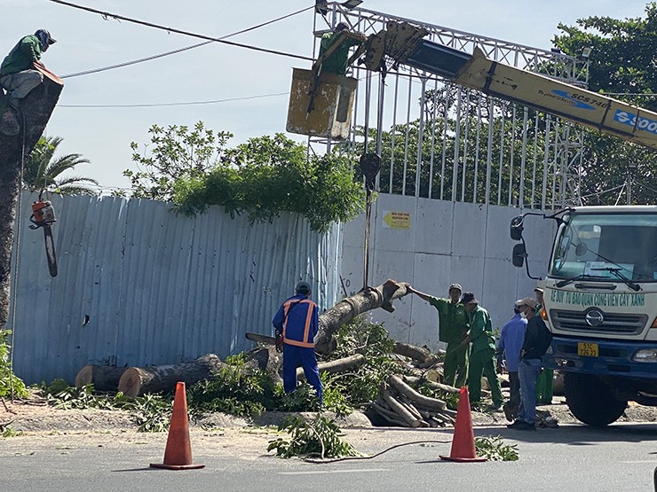 Cây xanh được cắt từng khúc và dùng xe cẩu để hạ xuống, tránh ảnh hưởng đến giao thông