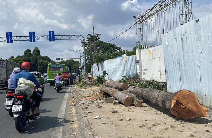 Từng khúc cây xanh chuẩn bị di dời đi nơi khác