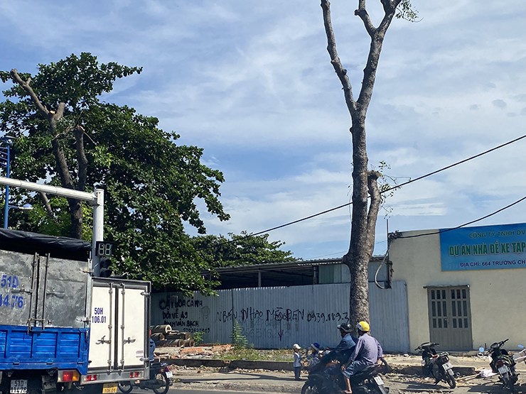 Việc đốn hạ hàng cây xanh sẽ hoàn thành trong vài ngày tới