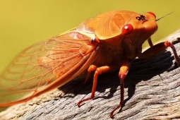 Media - 5 loài vật "ồn ào" bậc nhất hành tinh