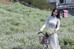 Du lịch - Thiếu nữ Hà Thành mải mê tạo dáng bên vườn cúc họa mi