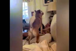 Clip hài hước - Hành động ngớ ngẩn của con vật mua vui cho chủ nhân