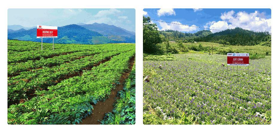 Vùng trồng dược liệu đạt tiêu chuẩn GACP-WHO tại tỉnh Lào Cai của Dược Nam Hà.