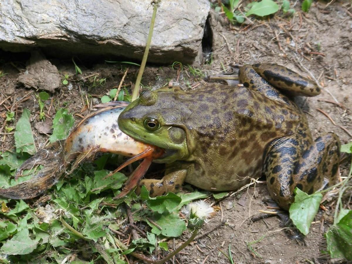 Loài này gần giống ếch nhưng cực nguy hiểm nếu ăn, cẩn thận kẻo mua nhầm - 5