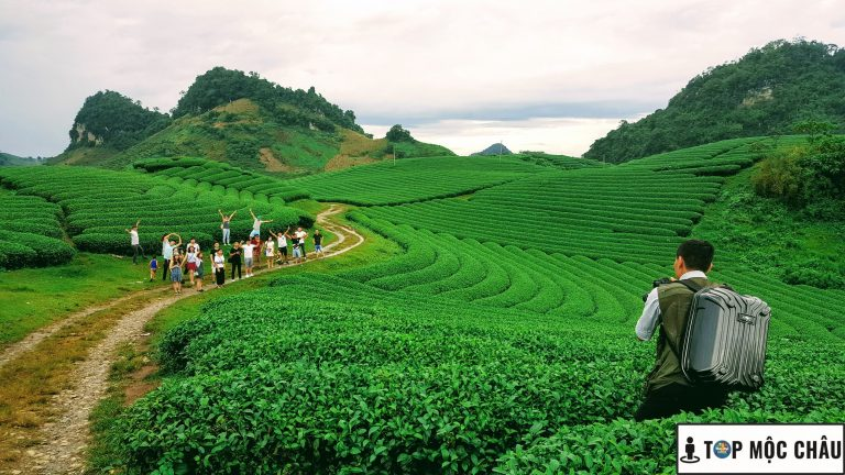 Tháng 12 đồi chè Mộc Châu vẫn còn xanh mướt và rất đẹp