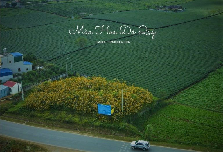 Điểm nhấn của Mộc Châu tháng 12 là loài hoa dã quỳ nở vàng rực trời