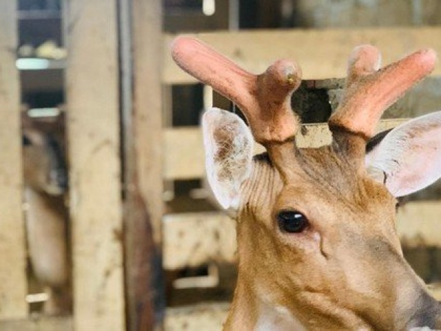 Thị trường - Tiêu dùng - Nuôi hươu lấy 'thần dược', huyện miền núi thu về mỗi năm hàng trăm tỷ đồng