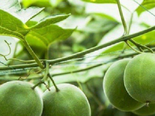 Bài thuốc dân gian - Loại quả rẻ tiền nhưng được mệnh danh là "quả trường thọ", nhiều người không biết mà mua