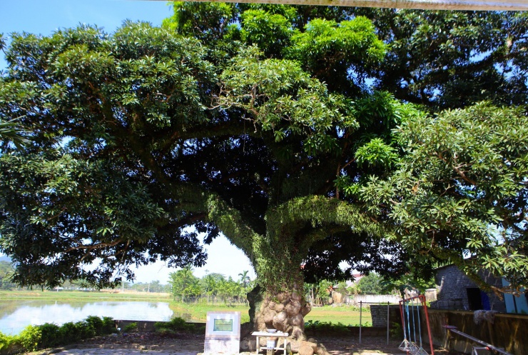 Theo các cụ cao niên, cây trôi ở làng Đông Đoài, xã Hoà Lạc, huyện Đức Thọ (tỉnh Hà Tĩnh) đã có tuổi đời trên 400 năm. Gốc trôi là chứng tích cho sự chuyển mình qua những năm tháng lịch sử của làng Đông Đoài.