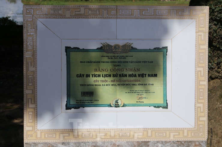 Cây trôi hàng trăm năm tuổi ở Hà Tĩnh - 2