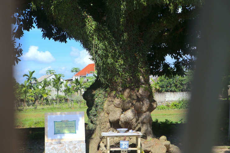 Theo lãnh đạo xã Hoà Lạc, trong thời kỳ chiến tranh, dưới tán cây trôi đã diễn ra nhiều cuộc họp trọng đại bàn việc nước, việc làng của các bậc cao niên trong vùng về kế hoạch chống kẻ địch xâm lược...