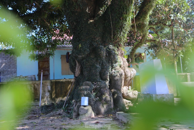 Người dân xem đây như là “báu vật”, họ thường xuyên thay nhau đến chăm sóc, bảo vệ.