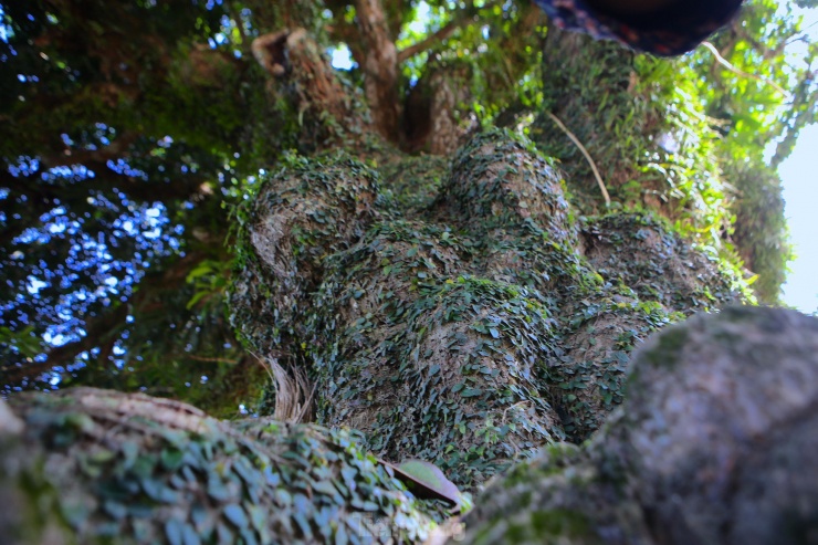 Cây không chỉ che chở, bảo vệ làng mạc, thôn xóm trước mưa sa, nắng táp mà còn là chứng tích của lịch sử, của các bậc tiền nhân trong quá trình dựng nước và giữ nước.