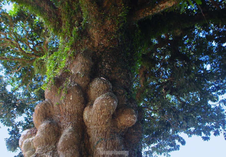 “Gốc cây trôi này có trên 400 năm tuổi, đã được công nhận là Cây di tích lịch sử văn hóa Việt Nam. Cây trôi là biểu tượng, niềm tự hào chung của cả làng vì thế người dân nơi đây luôn nâng cao ý thức trách nhiệm bảo vệ, giữ gìn, dọn dẹp vệ sinh môi trường sạch sẽ", ông Trần Văn Điền – Chủ tịch UBND xã Hoà Lạc (huyện Đức Thọ) chia sẻ.