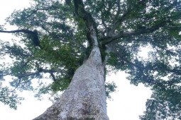 Vẻ đẹp kỳ thú ‘có một không hai’ của cây sui cổ thụ xứ Nghệ