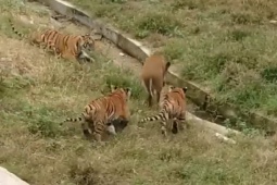 Media - 4 con hổ quần thảo, truy sát lợn nâu